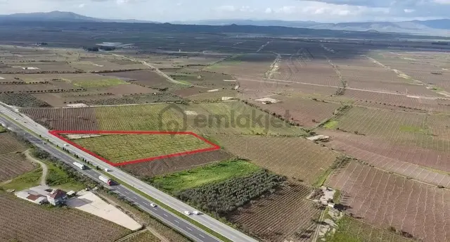 Ankara Asfaltına Cepheli 11180 M2 Zeytinlik 2