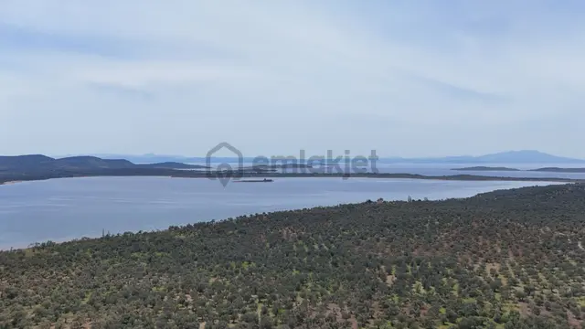 S&s Emlak'dan Cunda Pateriça Koyunda Satılık 1605 M2 Zeytinlik 2