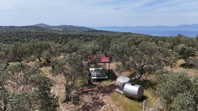 S&s Emlak'dan Cunda Pateriça Koyunda Satılık 1605 M2 Zeytinlik 4