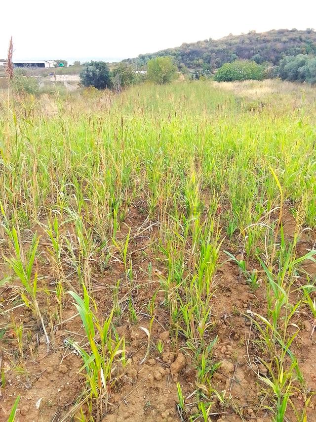 Bandırma Sahilyenice' De 1.411 M2 Deniz Manzaralı Satılık Arazi 4