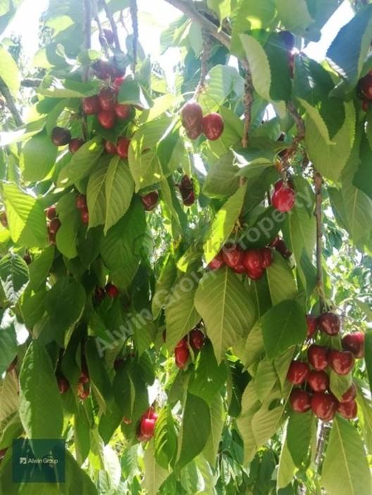 Alwin Group Alanya Bademağacı Yaylasında Köprübaşı Yaylası 1