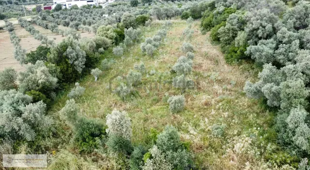 Yatırım Emlak'tan Karakuyu Mah.de Satılık Tek Tapu Tarla. 3