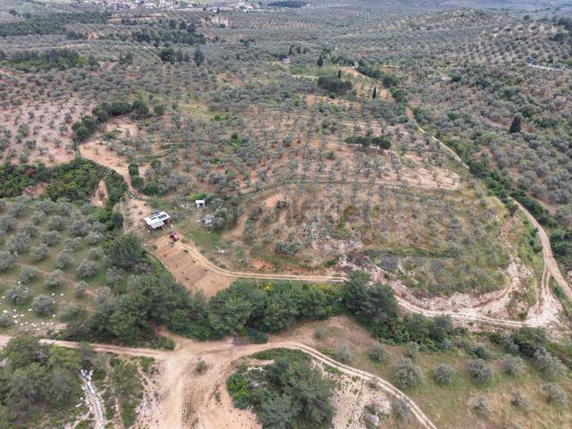 Mera Emlaktan Yaylaönü Köyü Resmi Yola Cephe 10.200m2 Zeytinlik 3