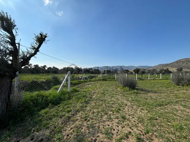 Bayındır Yeşilova'da 765m2 Yolu Olan Köye Yakın Yatırımlık Zeytinlik Satılıktır 5