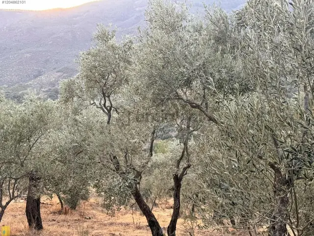 İzmir Bayındır Yola Cepheli 1697m2 Tek Tapu Satılık Zeytinlik 3
