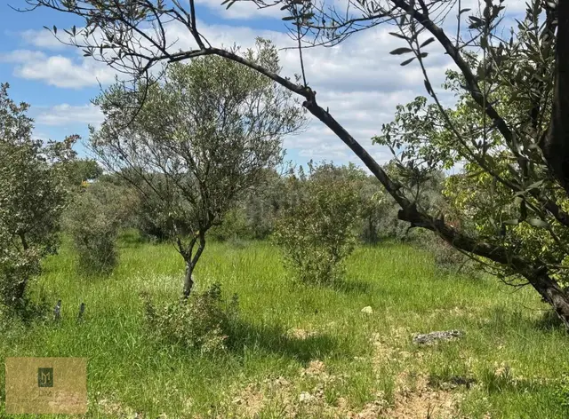 Yeşilyurt'ta Yıllık Gelir Potansiyelli 4800 M2 Satılık Tarla 4