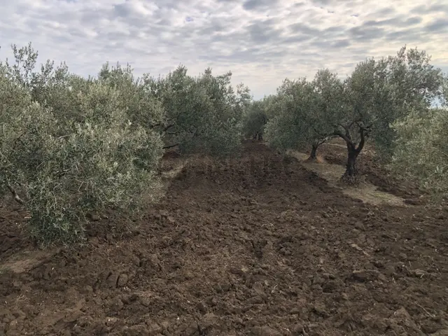 Şarköy De Işık Emlaktan İğdebağları Mah De 2400 M2 Zeytinlik 3