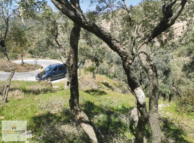 Kırcağız A Çok Yakın Asfalta Sıfır Satılık Zeytinlik 4