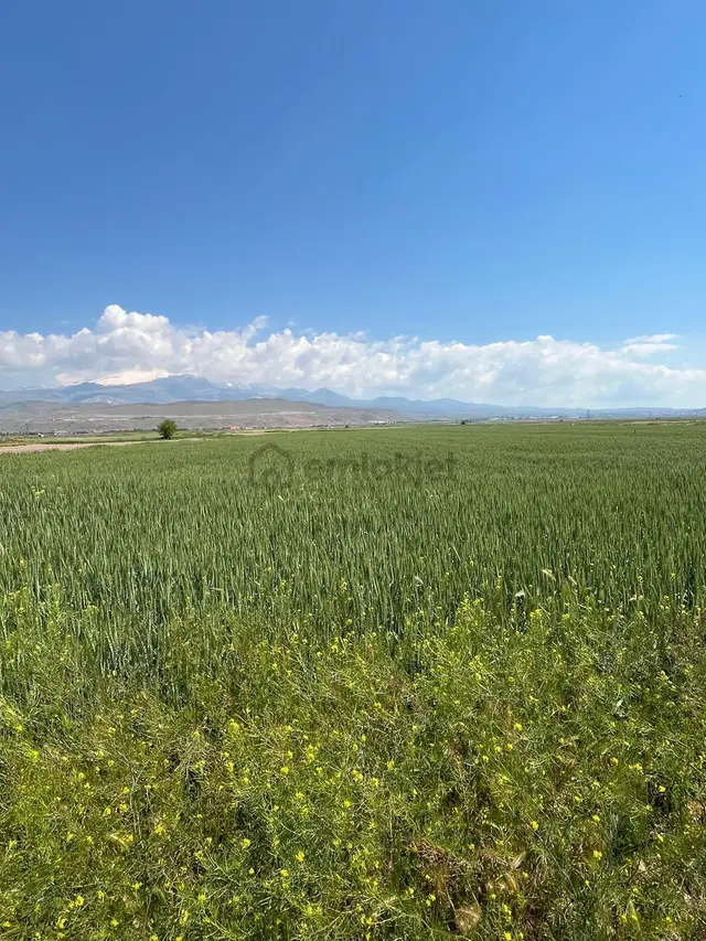 Öz Gaye Emlaktan Develi Sindelhöyük Taşlıyer Mevkinde Satılık Tarla 3
