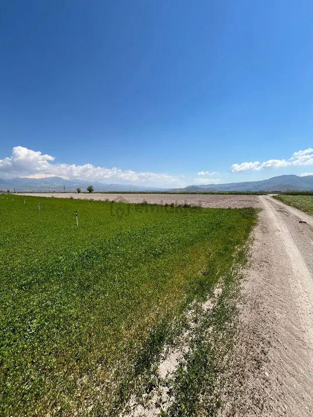 Öz Gaye Emlaktan Develi Sindelhöyük Köyönü Kavurt Mevkinde Satılık Tarla 5