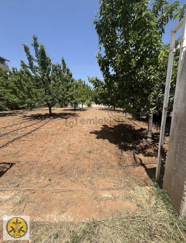 Yetişkin Meyve Ağaçlı 500 M2 Arsa 4