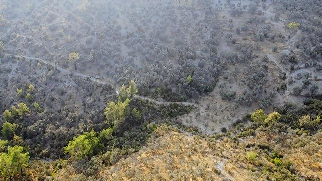 Seydikemer Sarıyer Mahallesinde 2000 M2 Satılık Zeytinlik 2