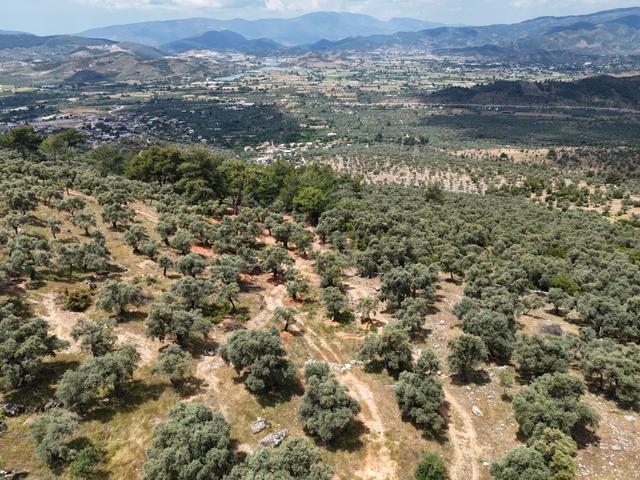 Milas Kırcağız'da Yolu Olan Manzaralı 1365m² Zeytinlik 5