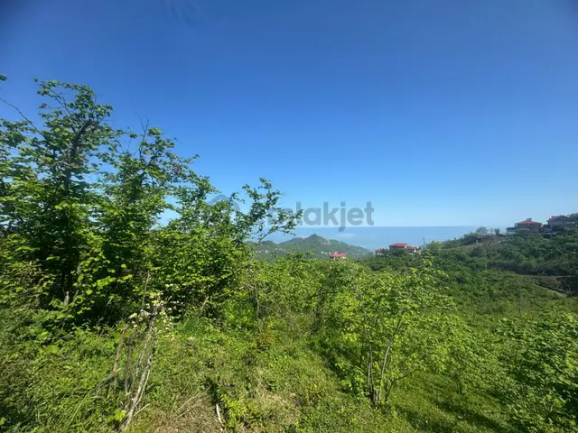İnanç Emlaktan Keşap Altınpınar Köyünde Satılık 2143 M2 Fındık Bahçesi 5