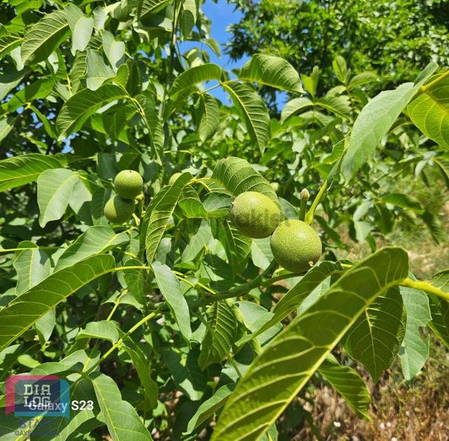 Fırsat Birgi Yakınında 9.578 M² Tek Tapu Ceviz & Kestane Bahçesi 5