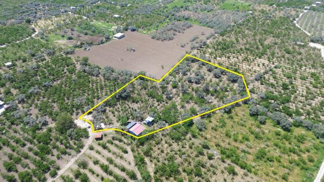 Erzden Sinancılarda Yakını Evli 8062 M² Kiraz Bahçesi Yatırımlık 5