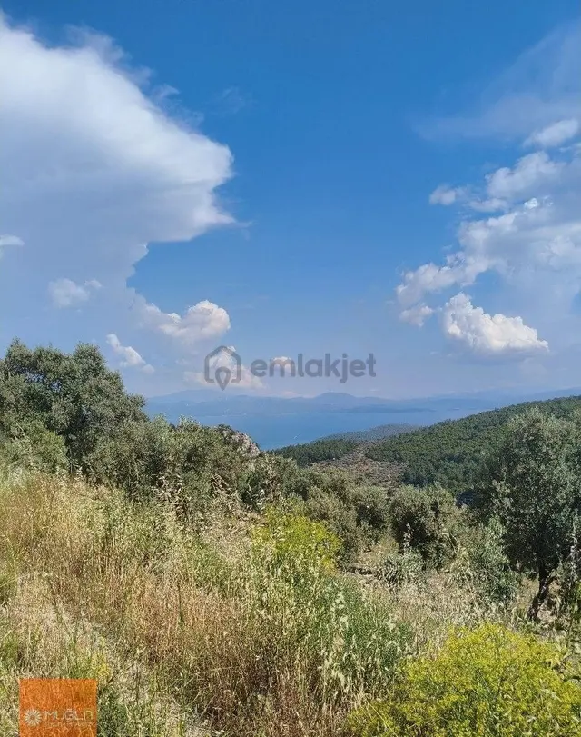 Muğla Zeytinköy’de Deniz Manzaralı 6.878 M² Satılık Zeytinlik 3