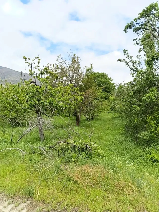 Halkapınar Nernekte 107 Ada 1 Parselde975 M² Bahçe 2