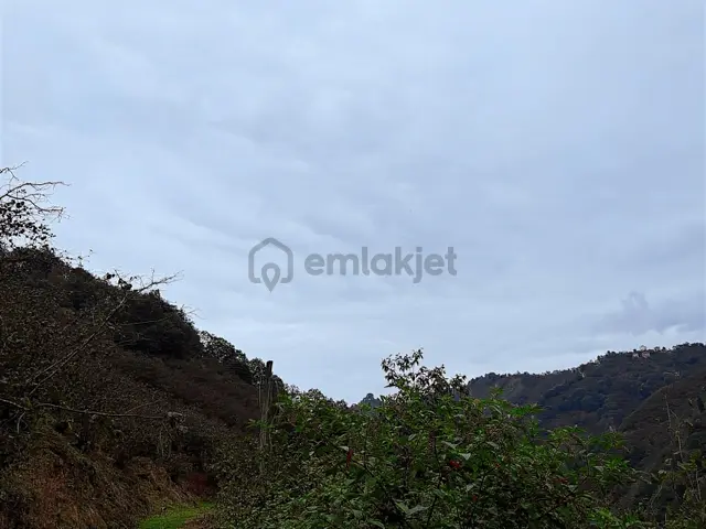 Giresun Merkez Darı Köyü'nde Satılık 10 Dönüm Fındık Bahçeleri! 3