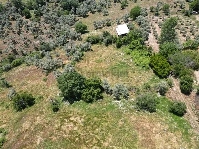 Hb'den Satılık Zeytinlik, 2.546 M² Ulaşımı Kolay Verimli Bölgede 5