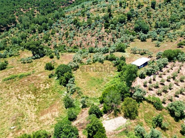Hb'den Satılık Zeytinlik, 2.546 M² Ulaşımı Kolay Verimli Bölgede 4