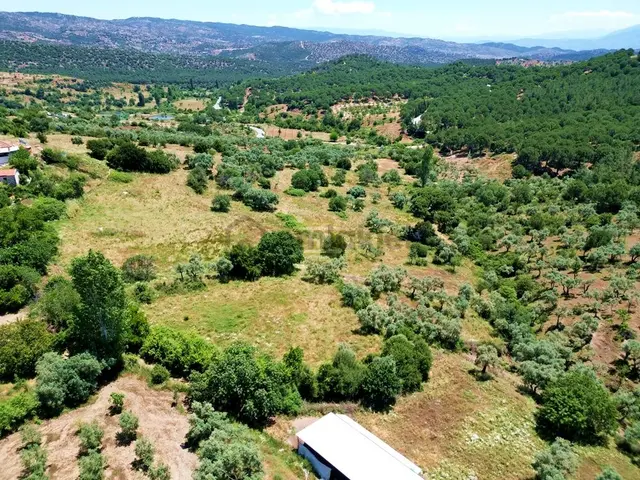 Hb'den Satılık Zeytinlik, 2.546 M² Ulaşımı Kolay Verimli Bölgede 3