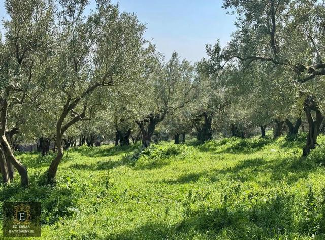 Mudanya Dereköyde Satılık Zeytinlik Mudanya Dereköyde Satılık Zeytinlik