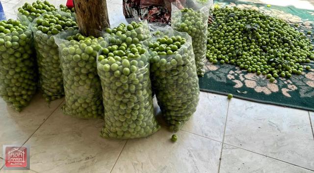 Ödemiş Mescitlide Yüksek Gelirli Satılık Çiftlik 5