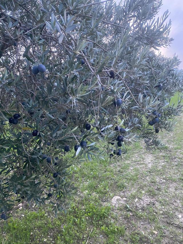 Satılık Zeytinlik Ve Tarla – Manisa Kırkağaç Yağmurlu Mahallesi ! 5