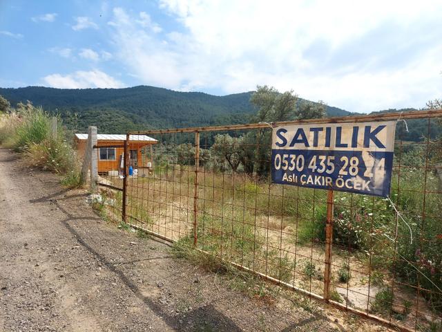 İzmir Kemalpaşa Yeşilköy'de Satılık Zeytinlik İçinde Ağaç Ev 2