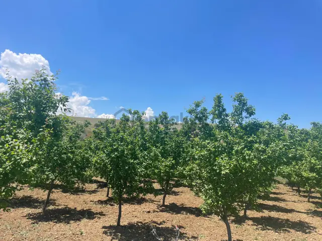 Her Çeşit Meyvesi Olan Bakımlı Harika Bir Bahçe Niğde/bor/gökbez 3
