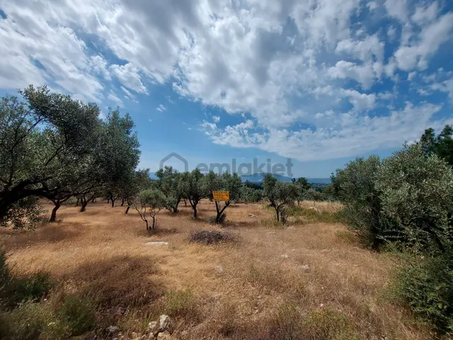 İzmir Torbalı Arslanlar Köyü 9300 M² Satılık Zeytinlik 2