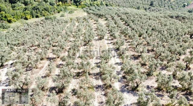 İpekyayla Da Bakımlı Zeytinlik İpekyayla Da Bakımlı Zeytinlik