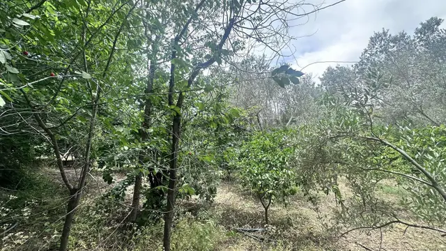 Zeytinli Çay Kenarı İçinde Elk Su Ve Yapı Olan Zeytinlik 2
