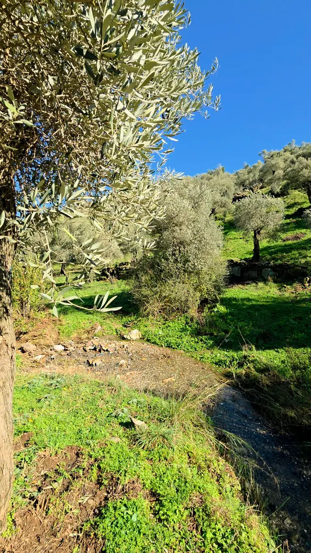 Muğla Milas Eğridere Satılık Zeytinlik 4