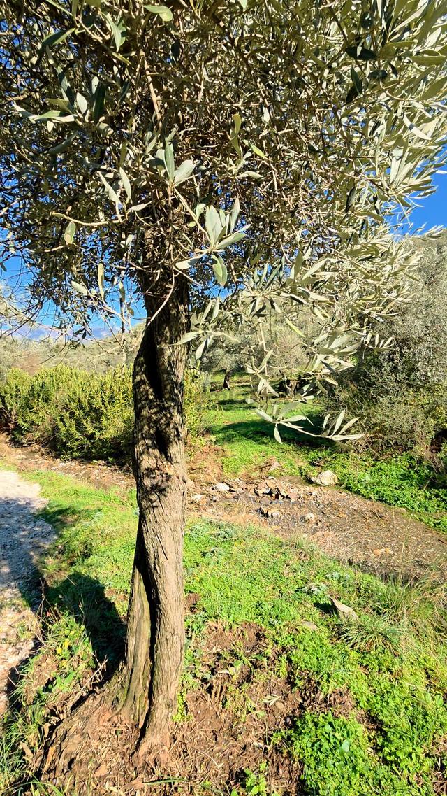 Muğla Milas Eğridere Satılık Zeytinlik 3