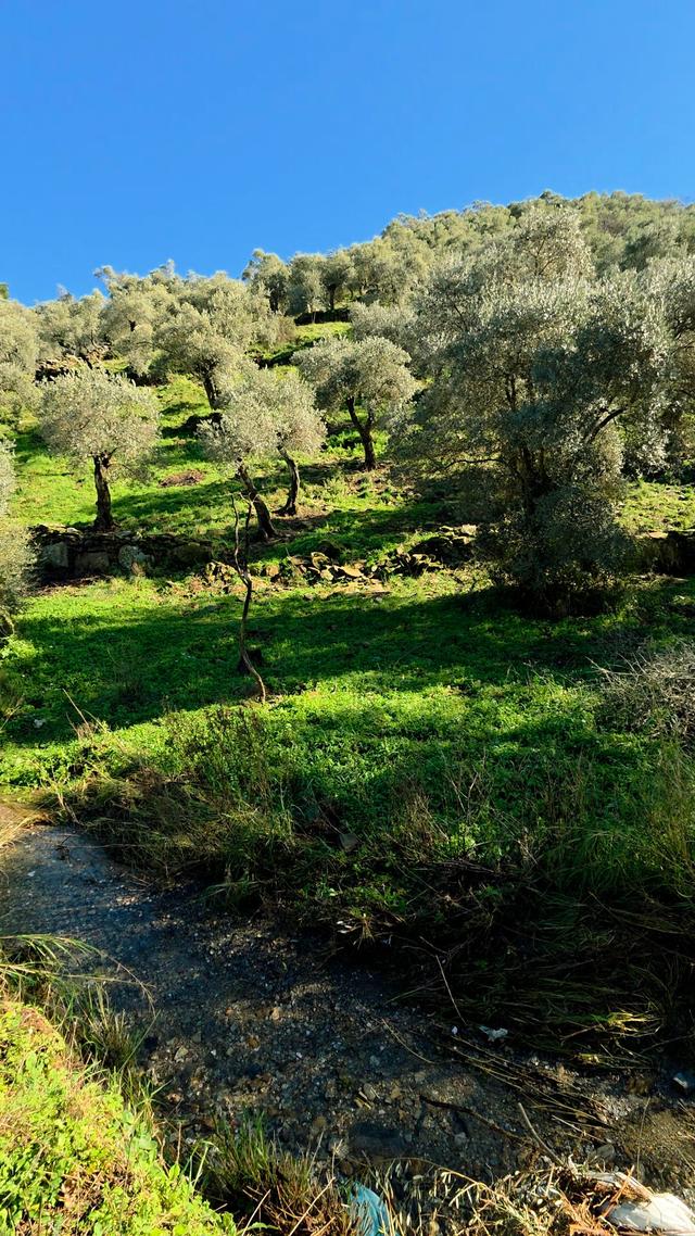 Muğla Milas Eğridere Satılık Zeytinlik 5