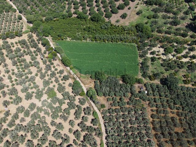 ▀▄mera Emlaktan Havran Tekke Mah. Doğayla İç İçe 4.948m2 Tarla 4