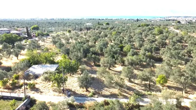 🟥aktiften Taylıelinde 794 M2 Deniz Manzaralı Satılık Zeytinlik 1
