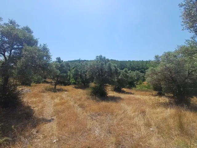 Milas Bozbük Yola 2 Cephe Satılık 5 Dönüm Zeytinlik 3