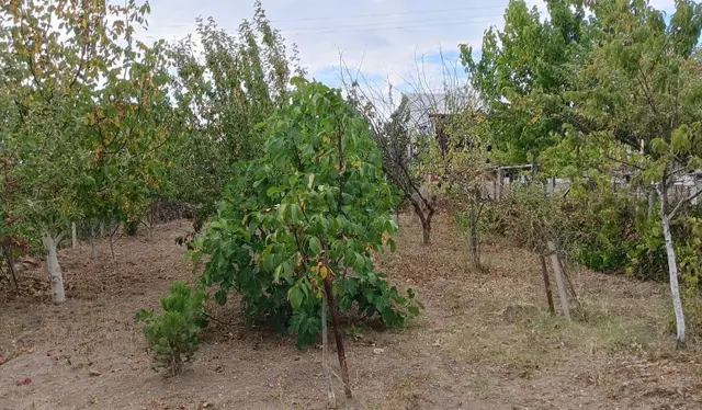 Çorum Merkezde 560m2 Bahçe Ve Ev