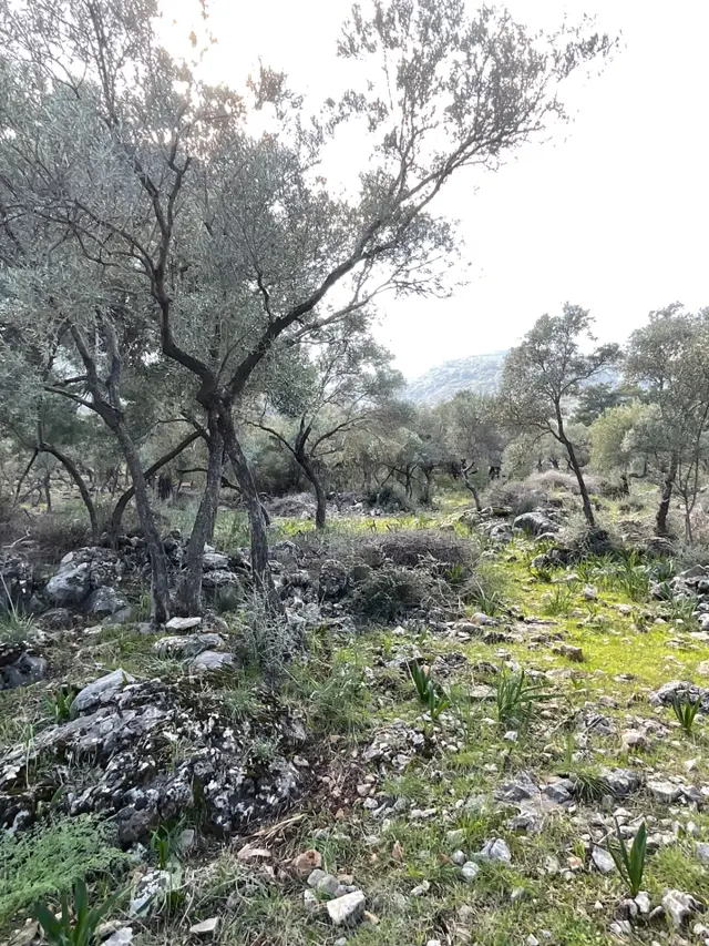 Milas Pınarcık Satılık 5 Dönüm Zeytinlik 2