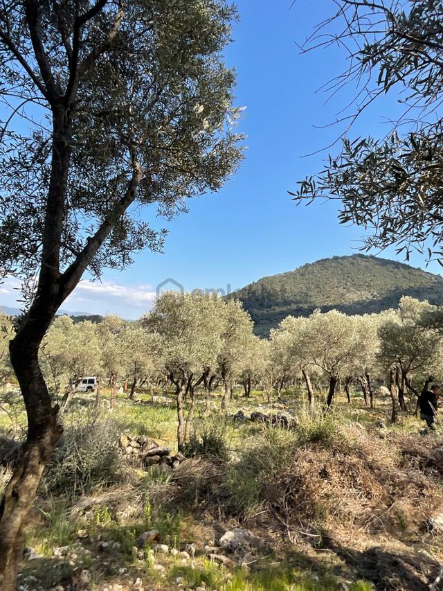Milas Pınarcık Satılık 5 Dönüm Zeytinlik 5