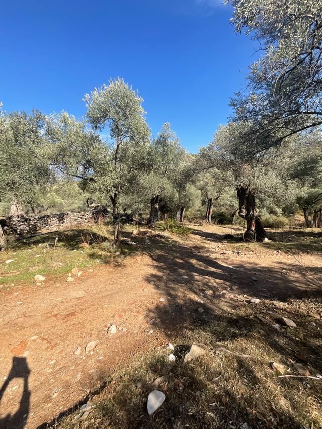 Milas Pınarcık Satılık Yol Cepheli 70m2 Zeytinlik 5