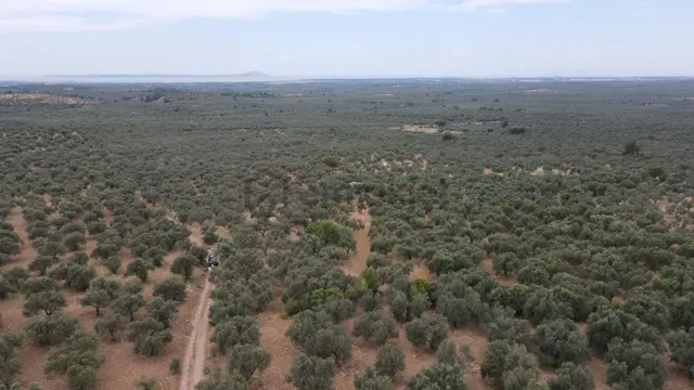 Çanakkale,ezine,gökçebayır Köyünde Satılık Zeytinlik 2