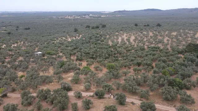 Çanakkale,ezine,gökçebayır Köyünde Satılık Zeytinlik 4