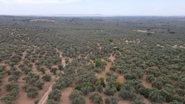 Çanakkale,ezine,gökçebayır Köyünde Satılık Zeytinlik 1