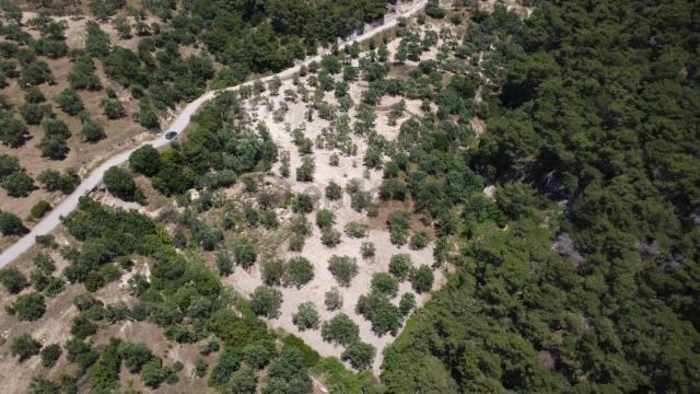 Aşağışakranda 2130m2 Tek Tapu Yolu Olan Satılık Zeytinlik 5