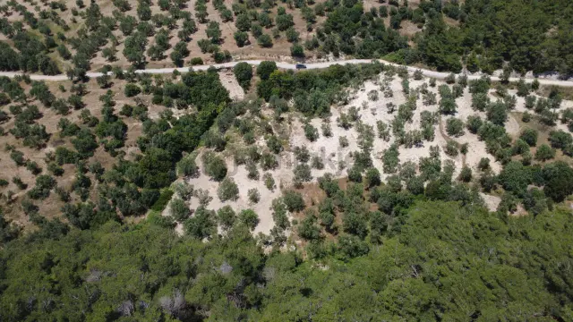 Aşağışakranda 2130m2 Tek Tapu Yolu Olan Satılık Zeytinlik 3