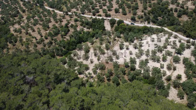 Aşağışakranda 2130m2 Tek Tapu Yolu Olan Satılık Zeytinlik 2